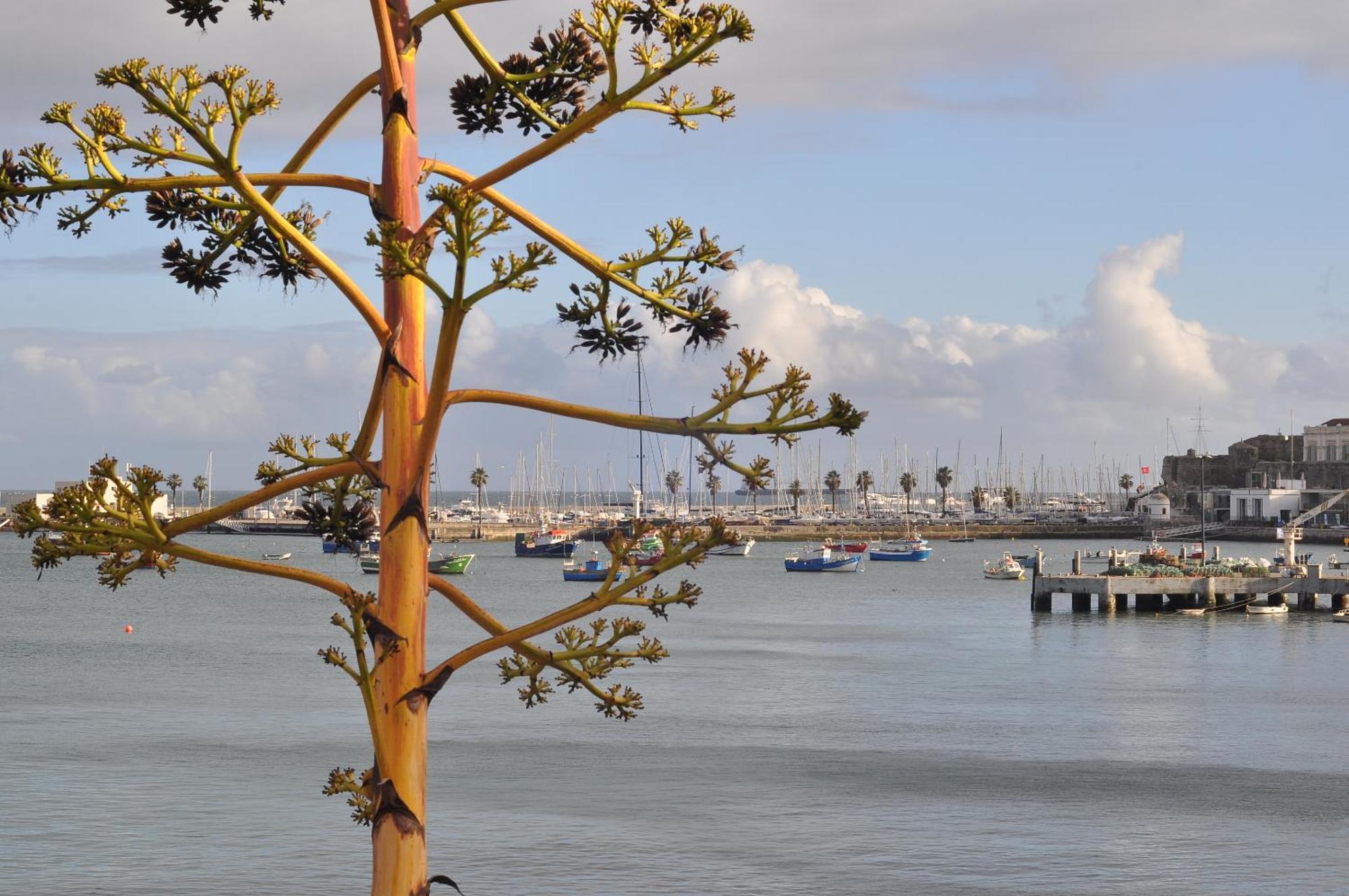 Manelisa Cascais Bed and Breakfast Buitenkant foto